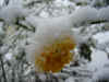 Narcisi Sotto la Neve2 25032007.jpg (801771 byte)