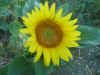 Girasole.jpg (233122 byte)