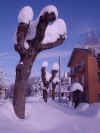 Neve2013_AlberiInPiazza.JPG (371405 byte)